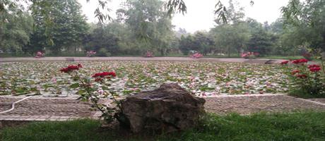 星空体育登录官网_星空（中国）,公司莲花池