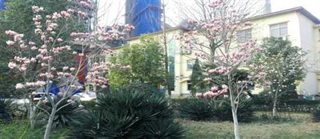 星空体育登录官网_星空（中国）,春景（一）