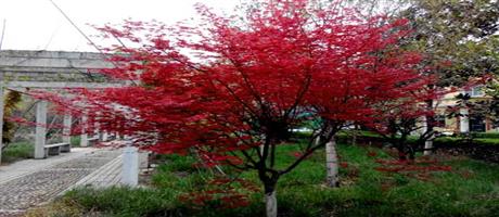 星空体育登录官网_星空（中国）,春景（七）