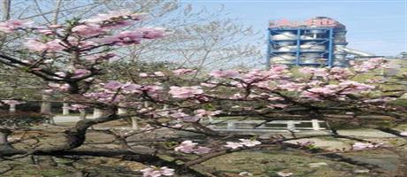 星空体育登录官网_星空（中国）,春景（十一）