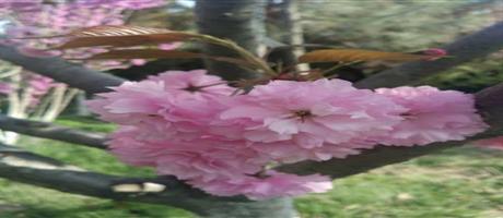 星空体育登录官网_星空（中国）,春景（十二）