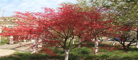 星空体育登录官网_星空（中国）,春色（五）